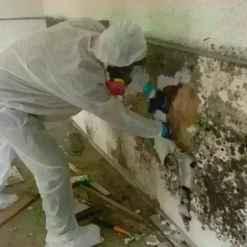 Mold Remediation and Removal in Pleasantville, NY